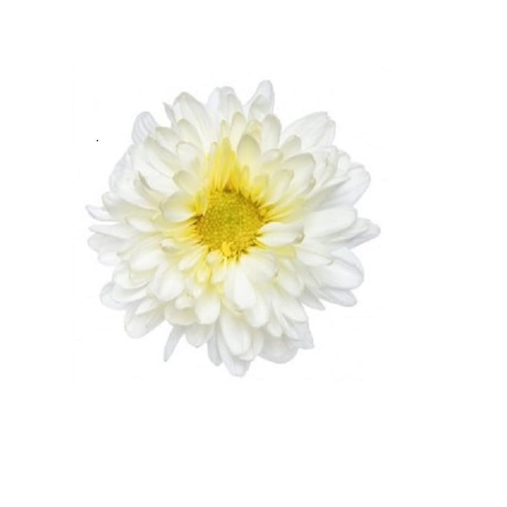 Fresh Chrysanthemum/Shevanti Flower White, 100 g