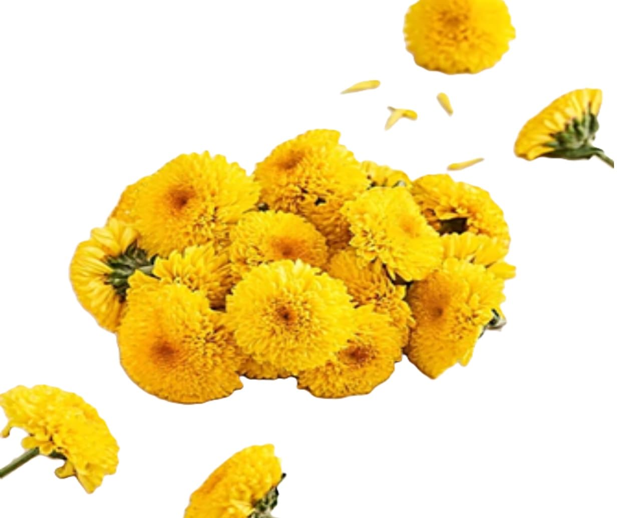 Fresh Chrysanthemum/Shevanti Flower Yellow, 100 g image 4