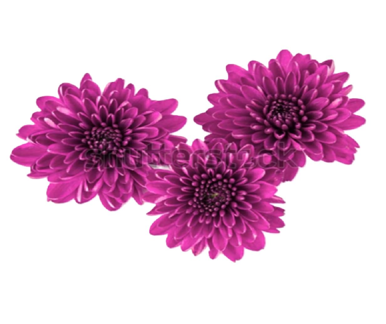 Fresh Flower Chrysanthemum Shevanti, purple 100 g image 2