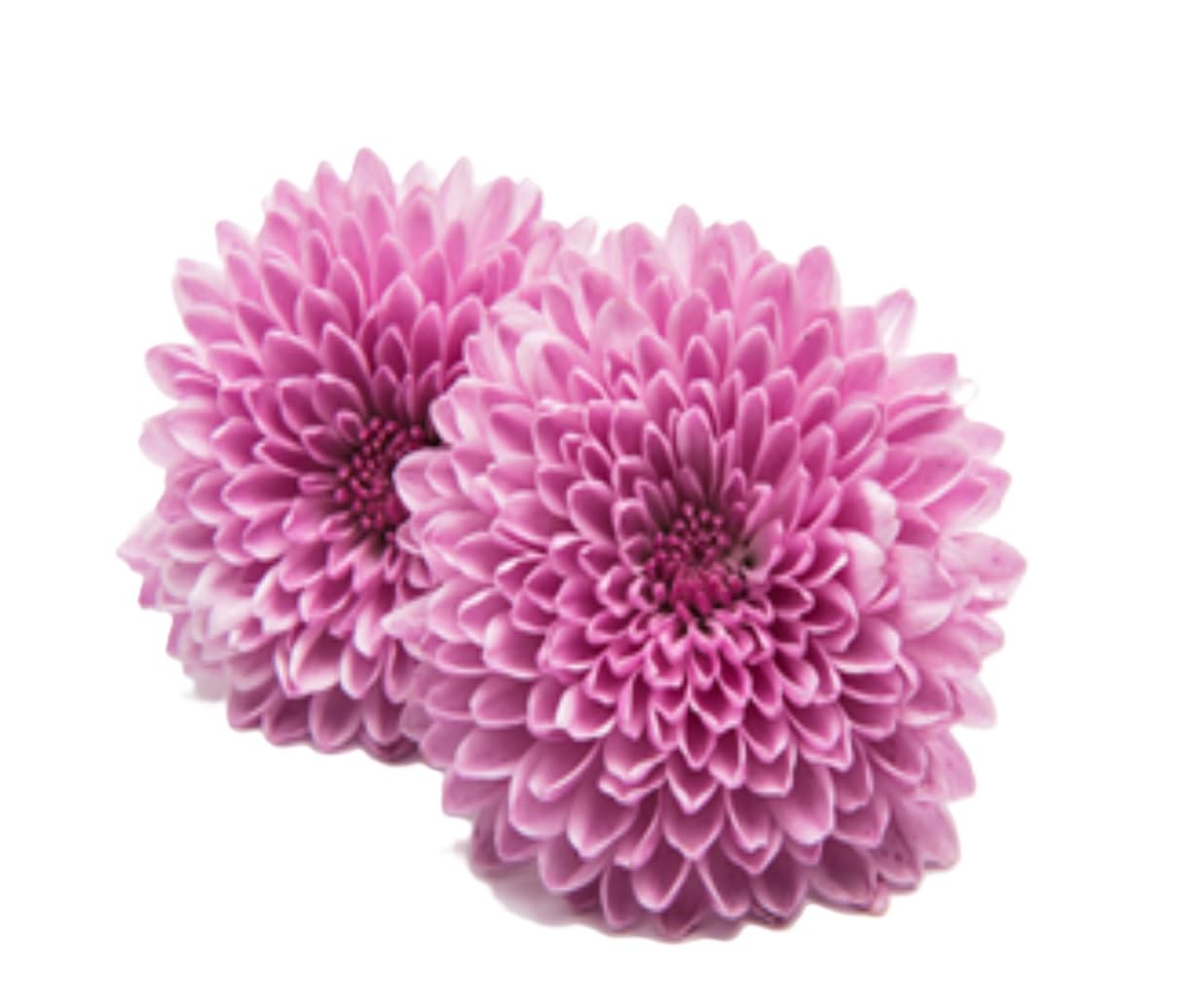 Fresh Flower Chrysanthemum Shevanti, purple 100 g image 3