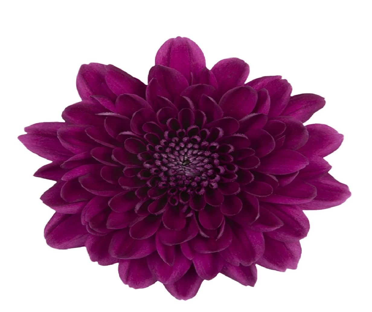 Fresh Flower Chrysanthemum Shevanti, purple 100 g image 4