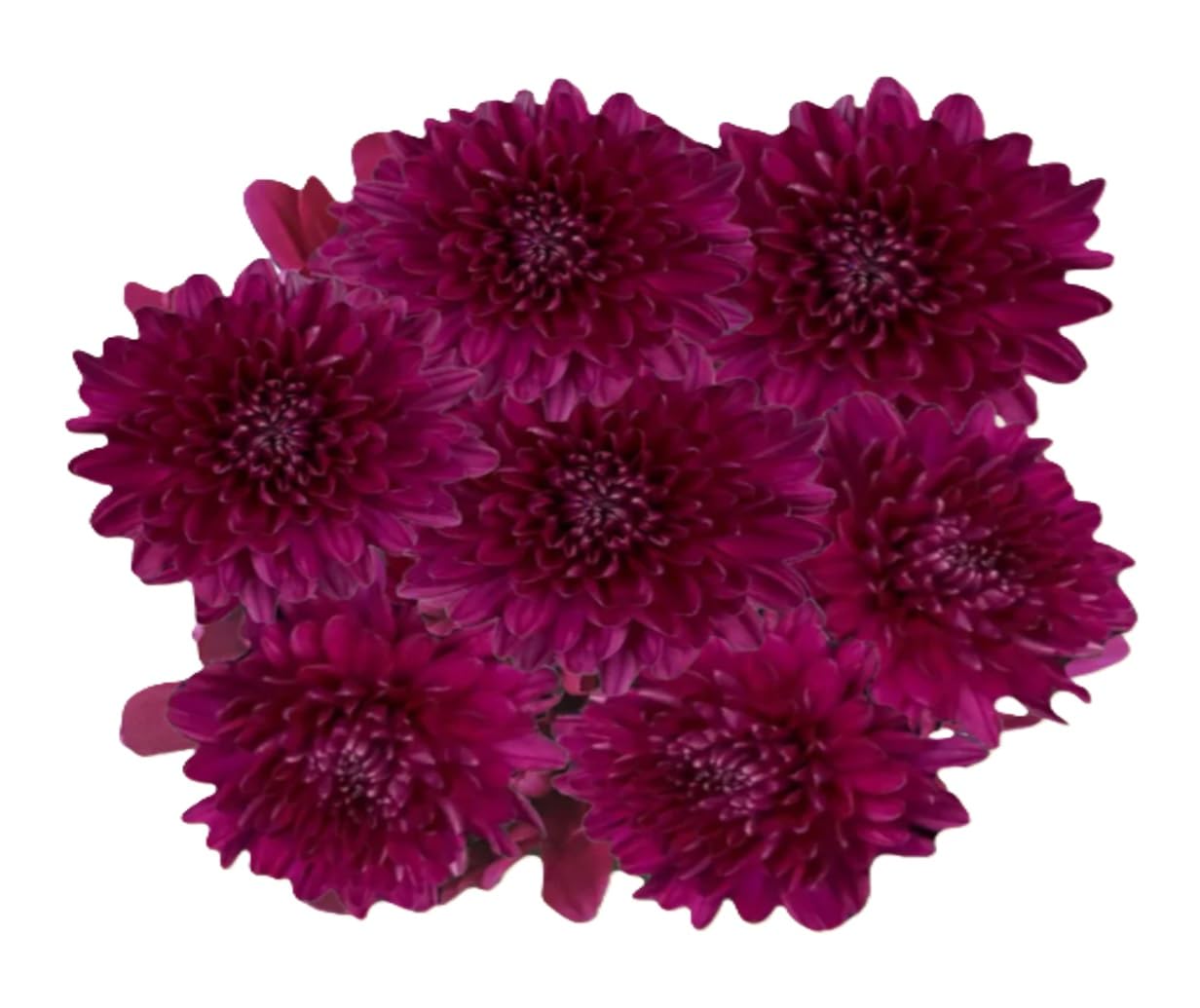 Fresh Flower Chrysanthemum Shevanti, purple 100 g