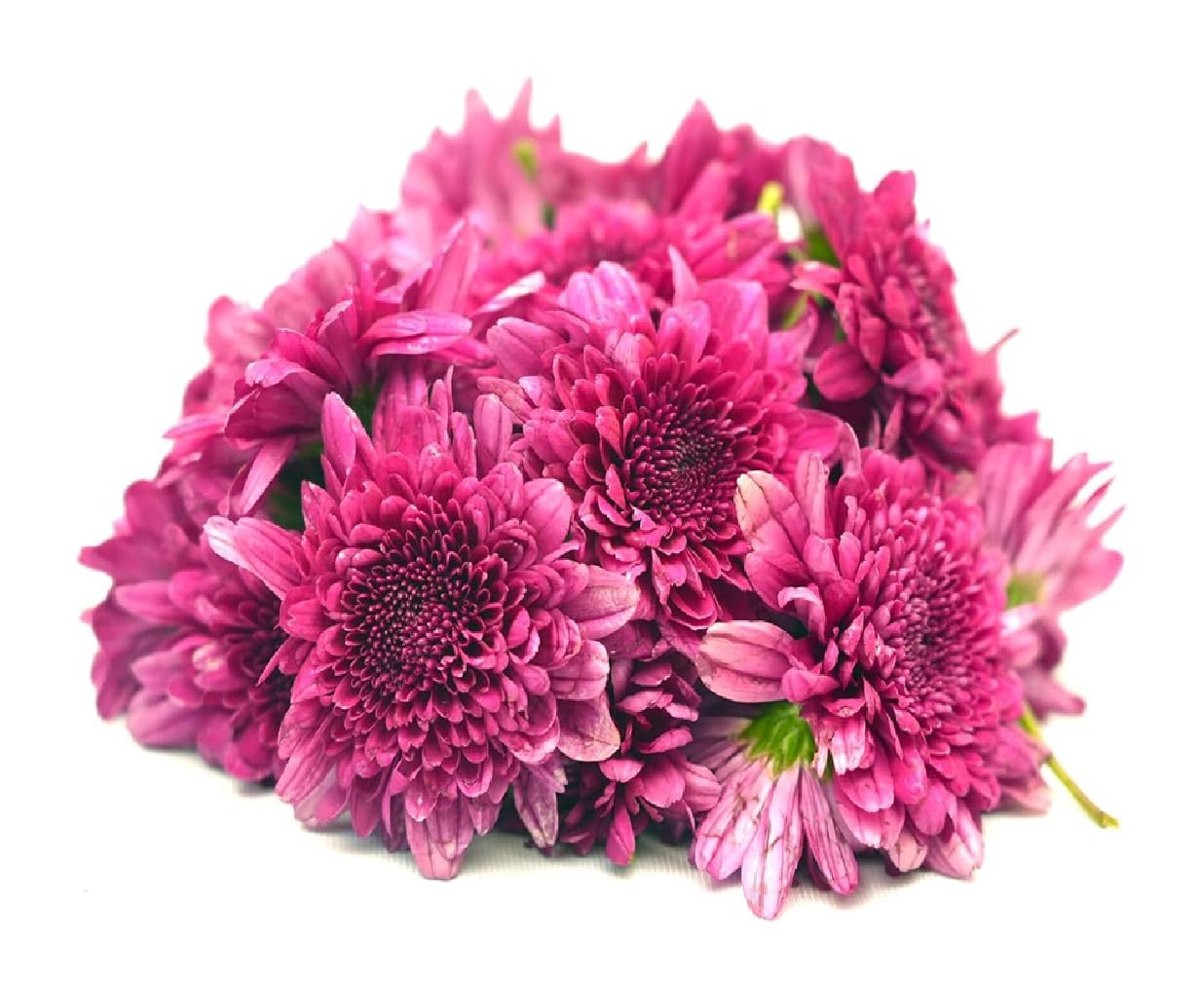 Fresh Flower Chrysanthemum Shevanti, purple 100 g image 5