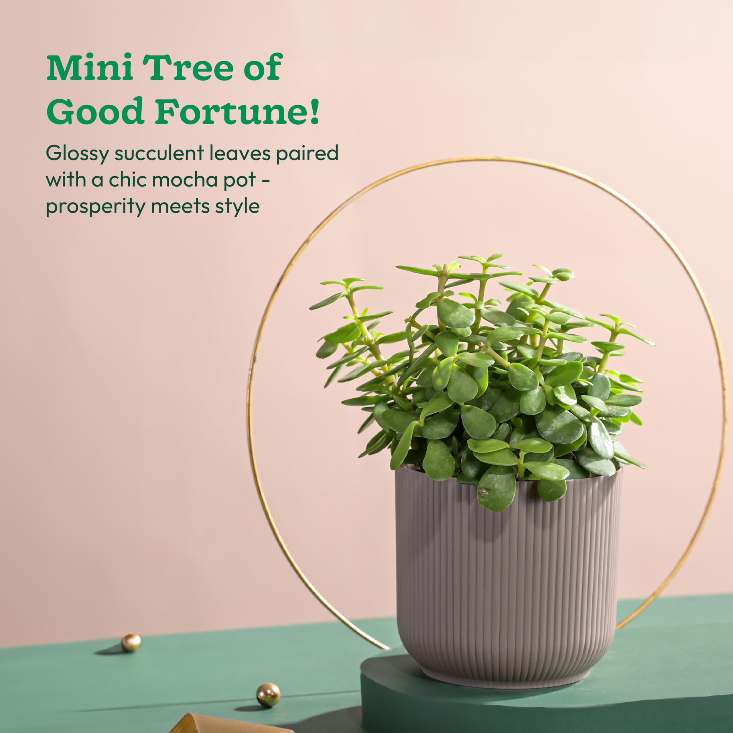 UGAOO Jade Plant in Mocca Ibiza Pot | Low-Maintenance Succulent for Home Decor, Office Desk & Good Luck Feng Shui Plant image 2