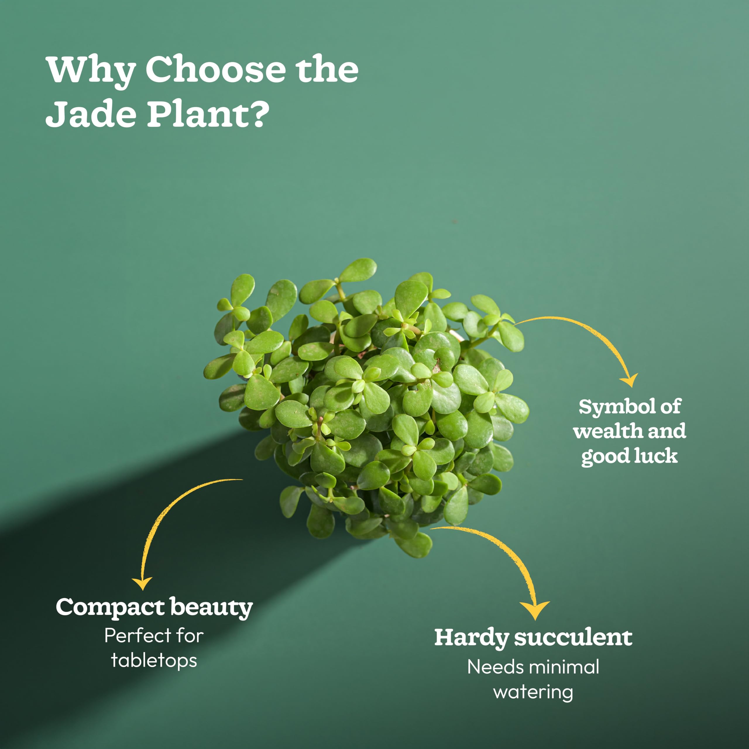 UGAOO Jade Plant in Mocca Ibiza Pot | Low-Maintenance Succulent for Home Decor, Office Desk & Good Luck Feng Shui Plant image 5