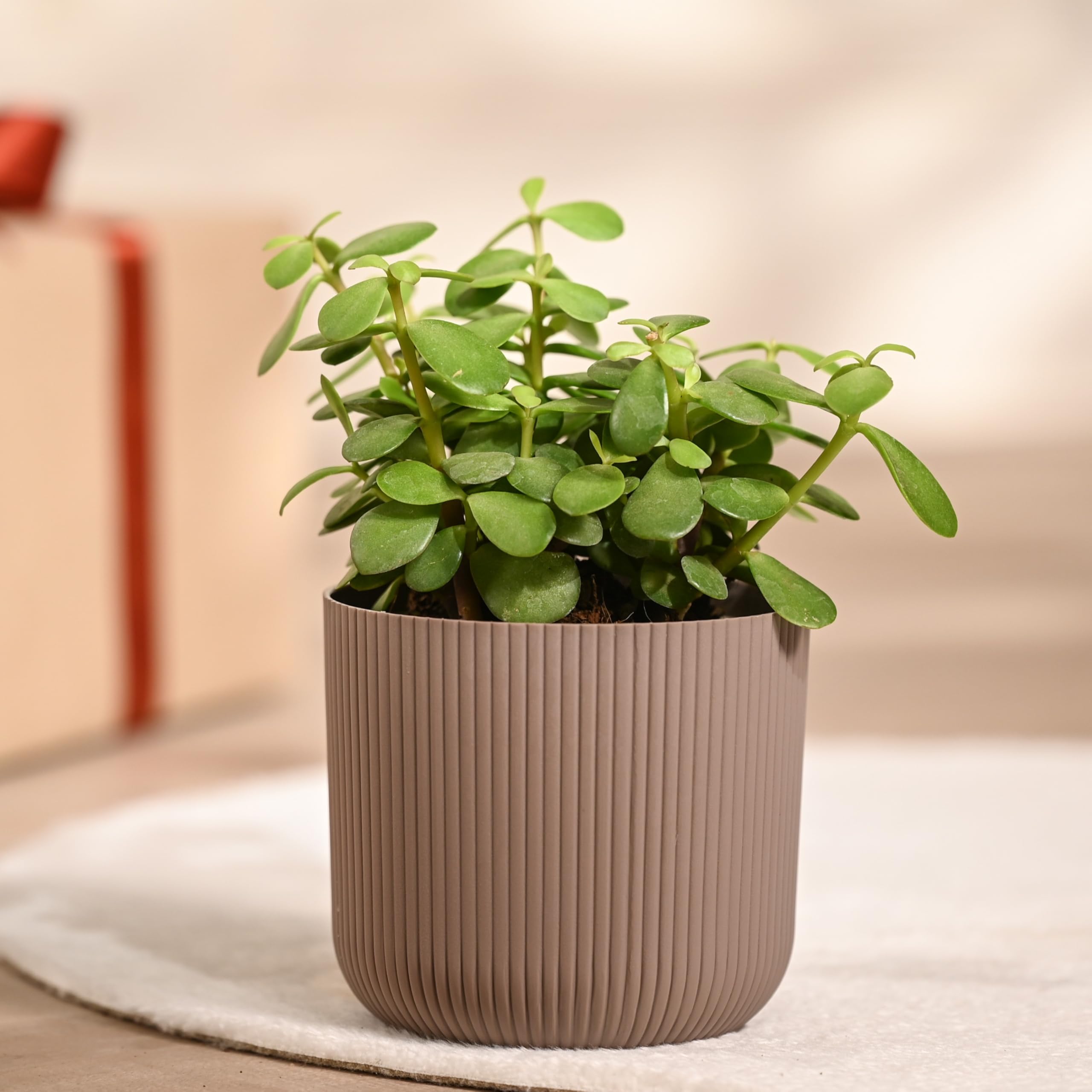 UGAOO Jade Plant in Mocca Ibiza Pot | Low-Maintenance Succulent for Home Decor, Office Desk & Good Luck Feng Shui Plant