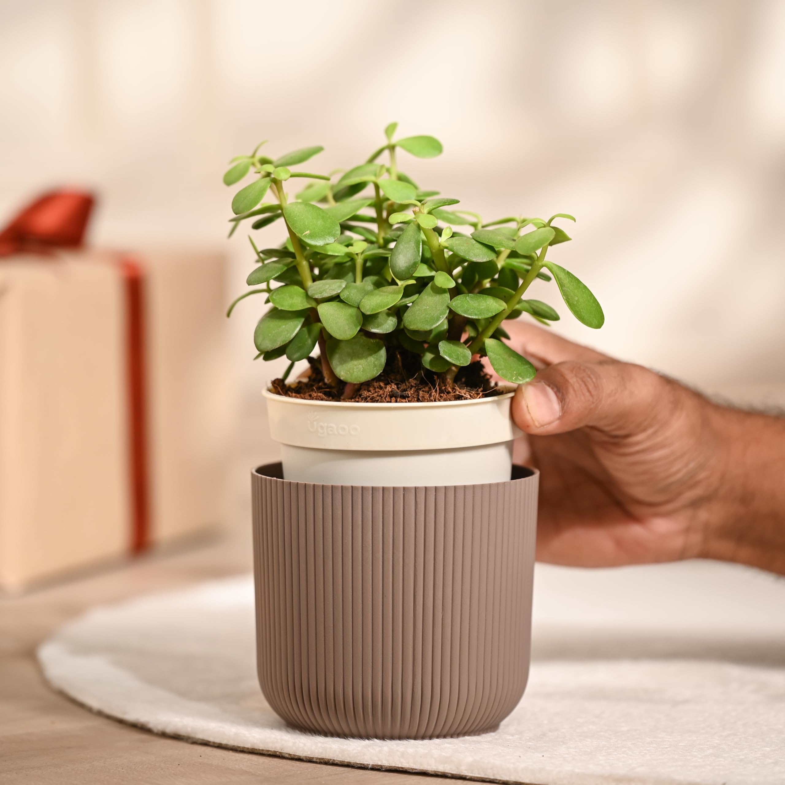 UGAOO Jade Plant in Mocca Ibiza Pot | Low-Maintenance Succulent for Home Decor, Office Desk & Good Luck Feng Shui Plant image 3
