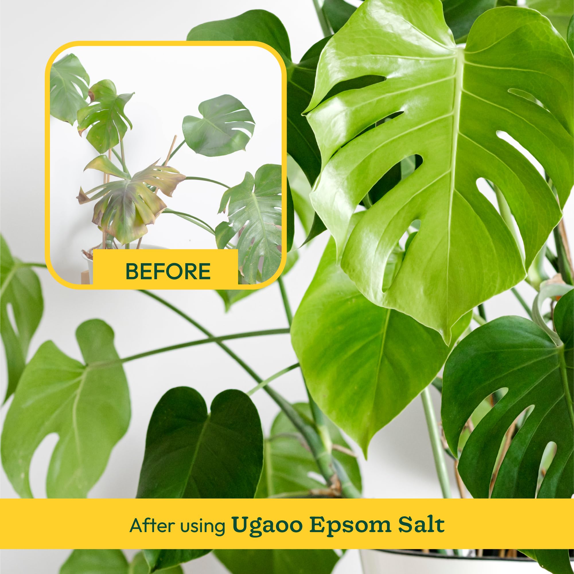 Ugaoo Epsom Salt for Plants Growth - Magnesium Sulphate Organic Fertilizer - 1 Kg |Powder image 3